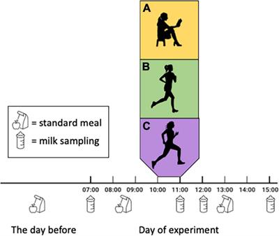 High-intensity exercise increases breast milk adiponectin concentrations: a randomised cross-over study